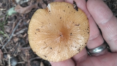 Oudemansiella