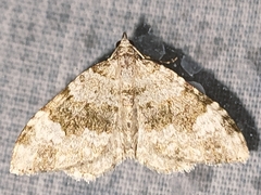 Coenotephria ablutaria