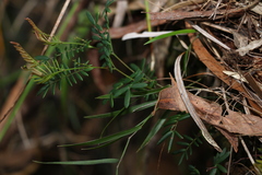 Gompholobium pinnatum