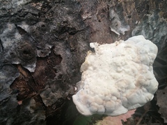 Trametes suaveolens