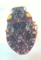 Ochterus