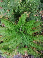 Selaginella lepidophylla