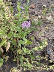Stachys bullata