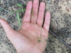 Cyperus lupulinus