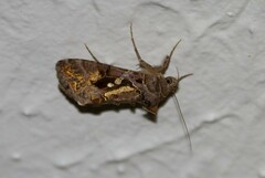 Chrysodeixis includens