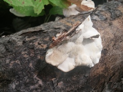 Trametes suaveolens