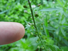 Lepidium graminifolium