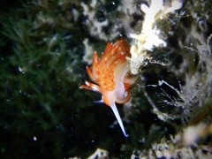 Nudibranchia