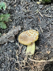 Boletus smithii