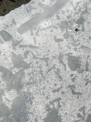 Actinopterygii