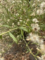 Baccharis plummerae