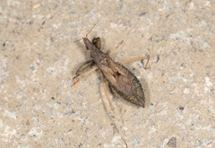 Oncocephalus breviscutum