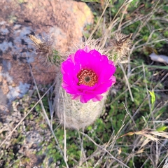 Echinocereus reichenbachii baileyi