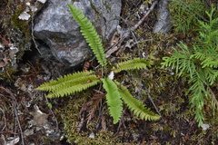 Polystichum lonchitis