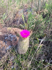Echinocereus reichenbachii baileyi