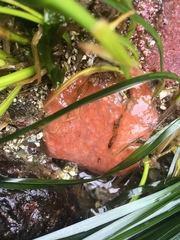 Aplidium solidum