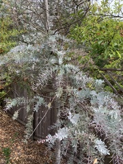 Acacia baileyana