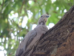 Streptopelia decaocto