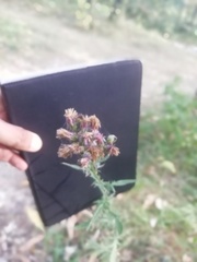 Carduus crispus
