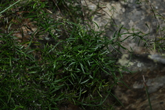 Westringia rupicola