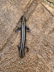 Eurycea guttolineata