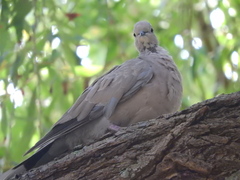 Streptopelia decaocto