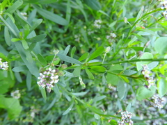 Lepidium graminifolium