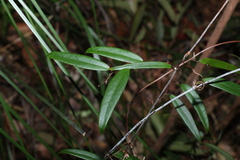 Smilax glyciphylla