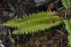 Polystichum lonchitis