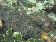 Heteractis magnifica