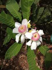 Gustavia angustifolia