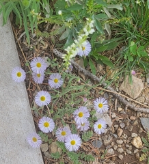 Erigeron divergens