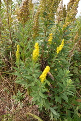 Solidago spathulata