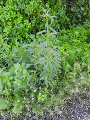 Lepidium graminifolium