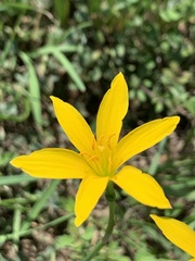 Zephyranthes pulchella