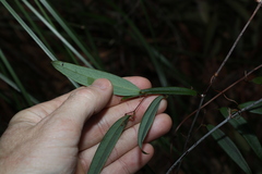 Smilax glyciphylla