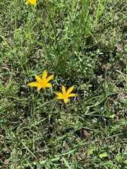 Zephyranthes pulchella