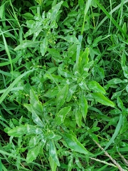 Amaranthus polygonoides