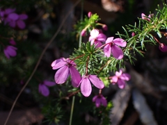Tetratheca ericifolia