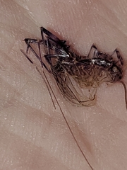 Scutigera coleoptrata