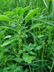 Amaranthus polygonoides