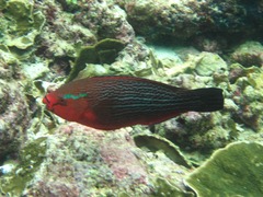 Scarus niger