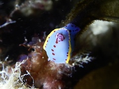 Hypselodoris bennetti