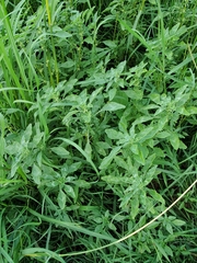 Amaranthus polygonoides