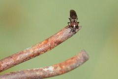 Hadrokolos texanus