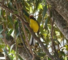 Myioborus brunniceps