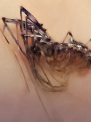 Scutigera coleoptrata