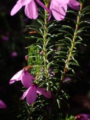 Tetratheca ericifolia