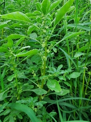 Amaranthus polygonoides