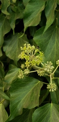 Hedera canariensis